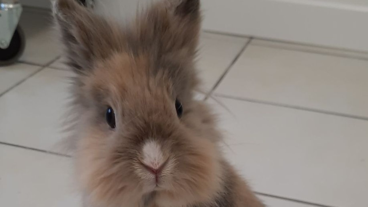 Lapin