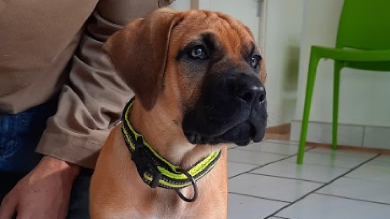Chiot à la première visite